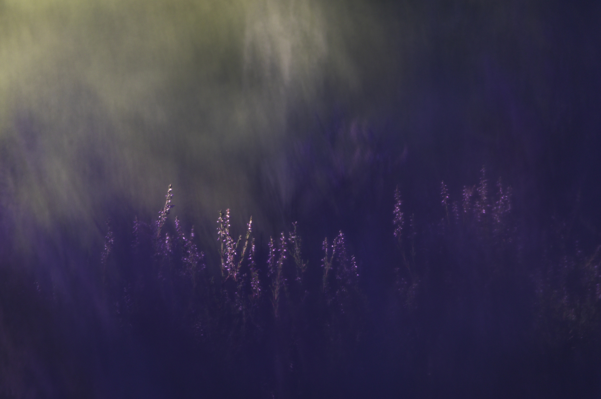 Heide © Claudia Kruszka