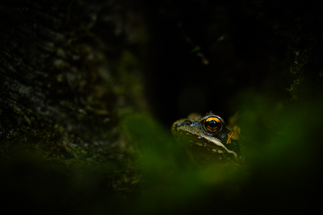 Grasfrosch © Claudia Kruszka