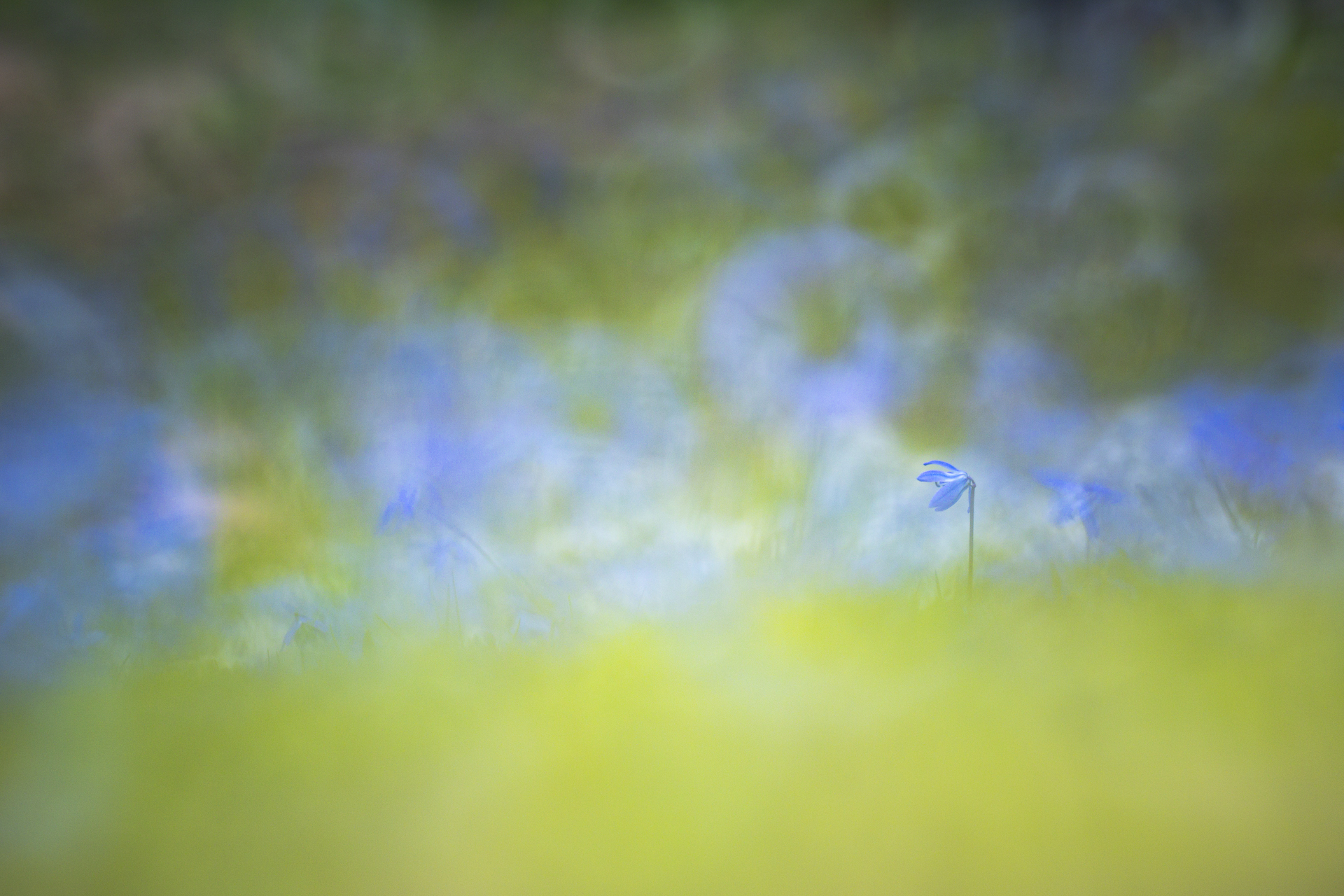 Blaustern © Claudia Kruszka