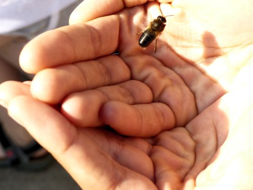 keine Angst, Bienen sind friedlich