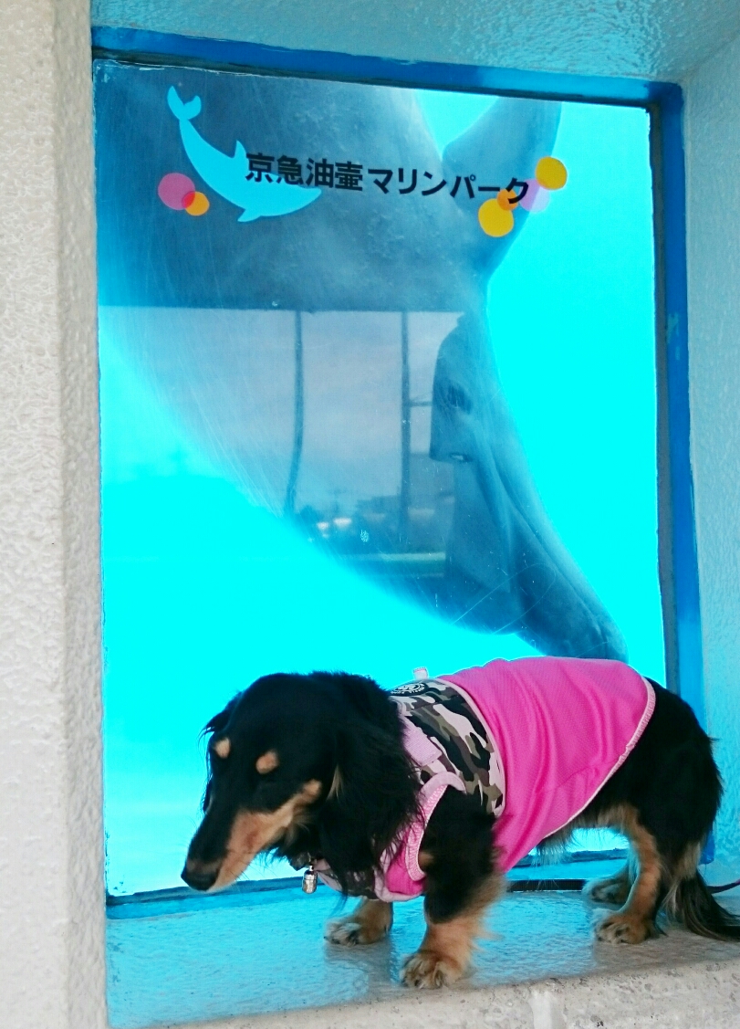 ガラス越しにすりすり