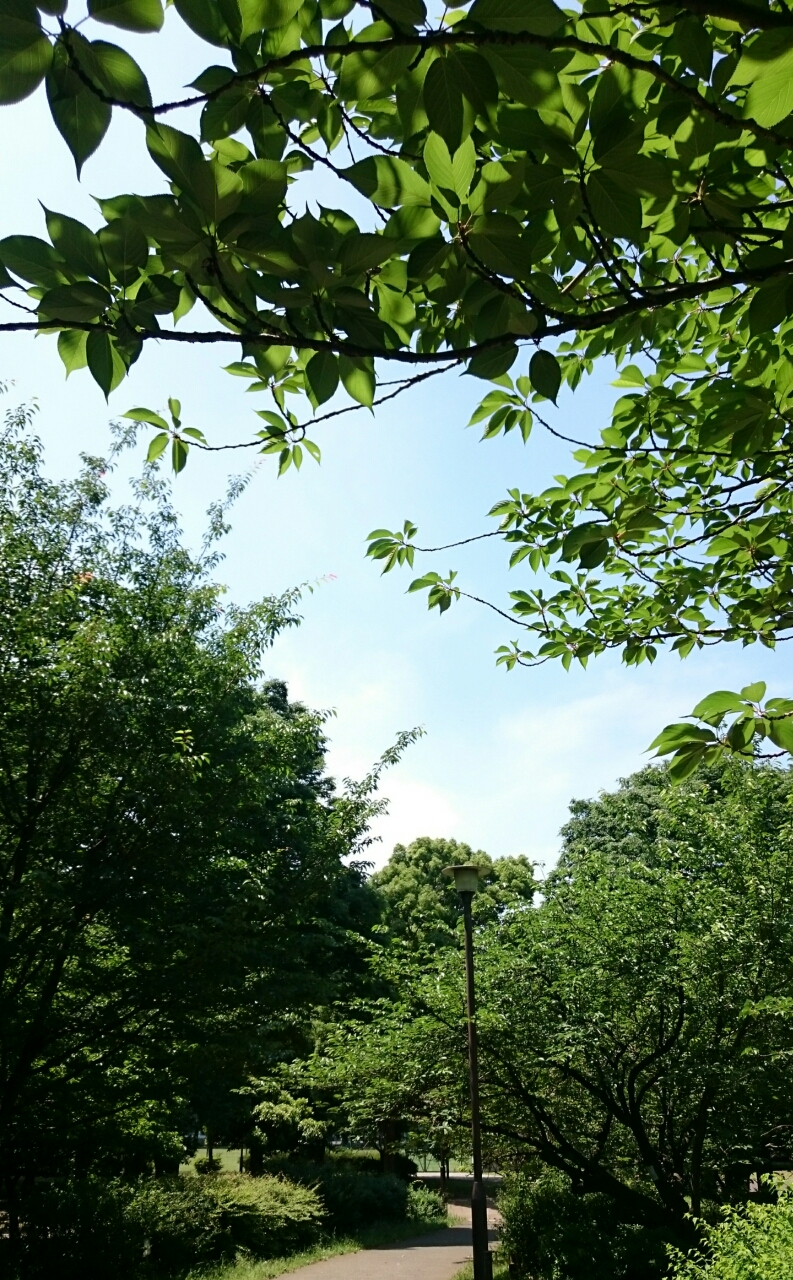 近所の公園も青々としています
