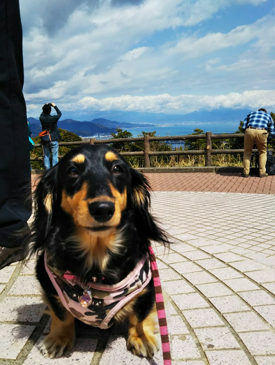 ちょうどくおんの頭の上くらいに富士山