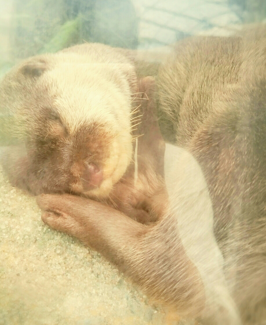 カワウソちゃんの寝顔🎵
