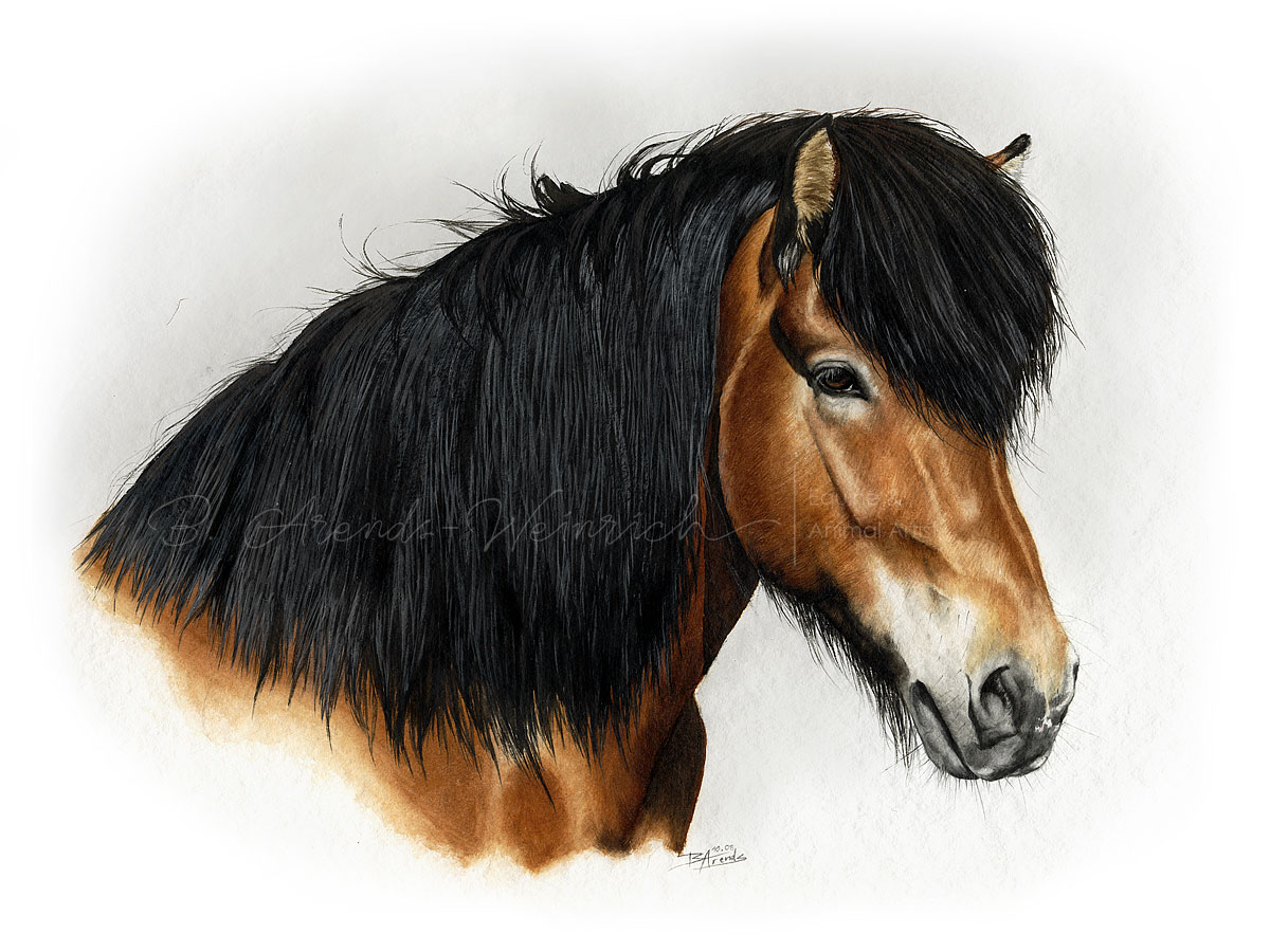Isländer gemalt in Aquarell. Auftragsarbeit im Format 30 x 40 cm. 