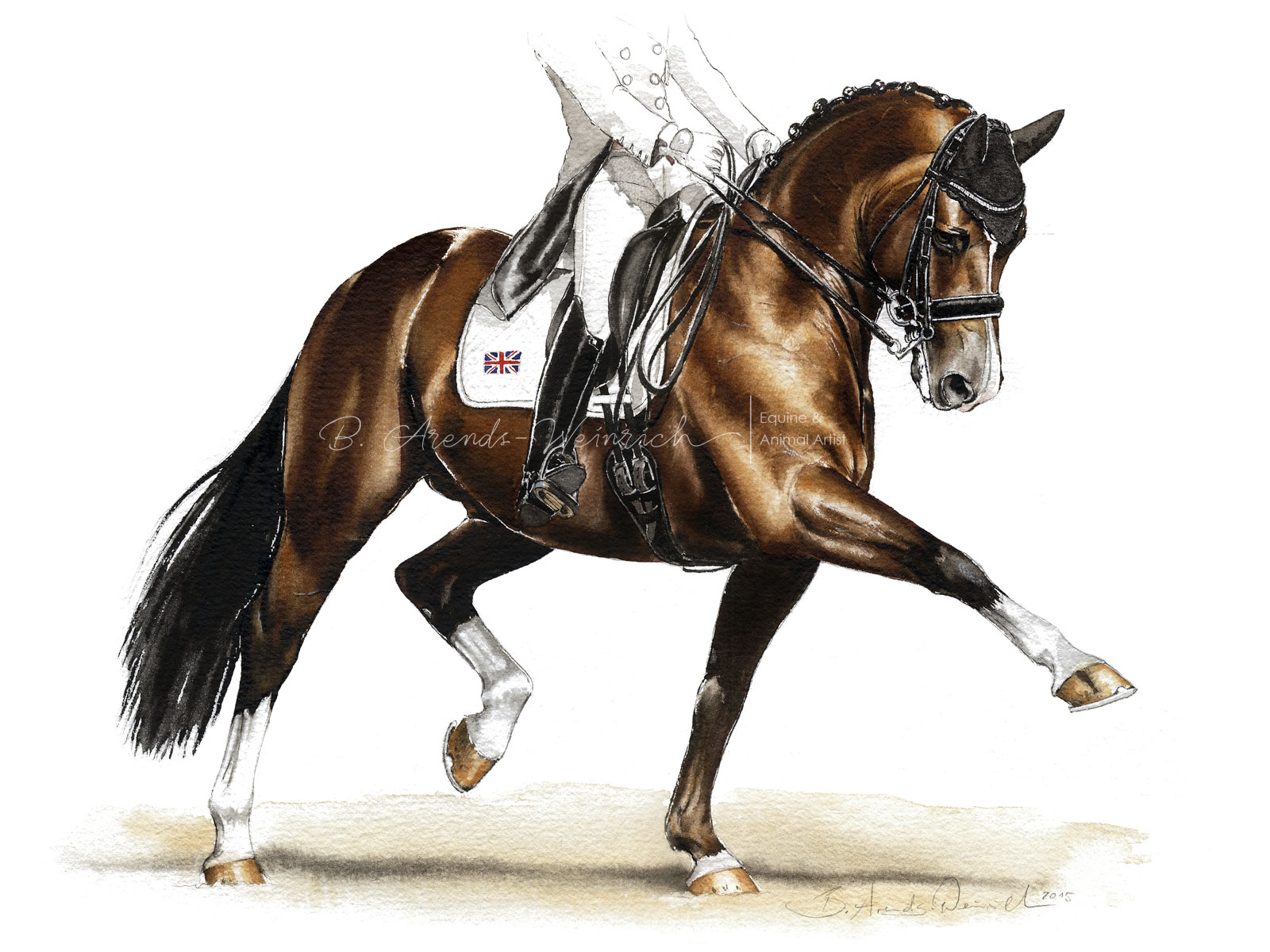 Valegro KWPN gemalt in Aquarell. Freie Arbeit im Format 30 x 40 cm. Fotovorlage © Stefan Lafrentz