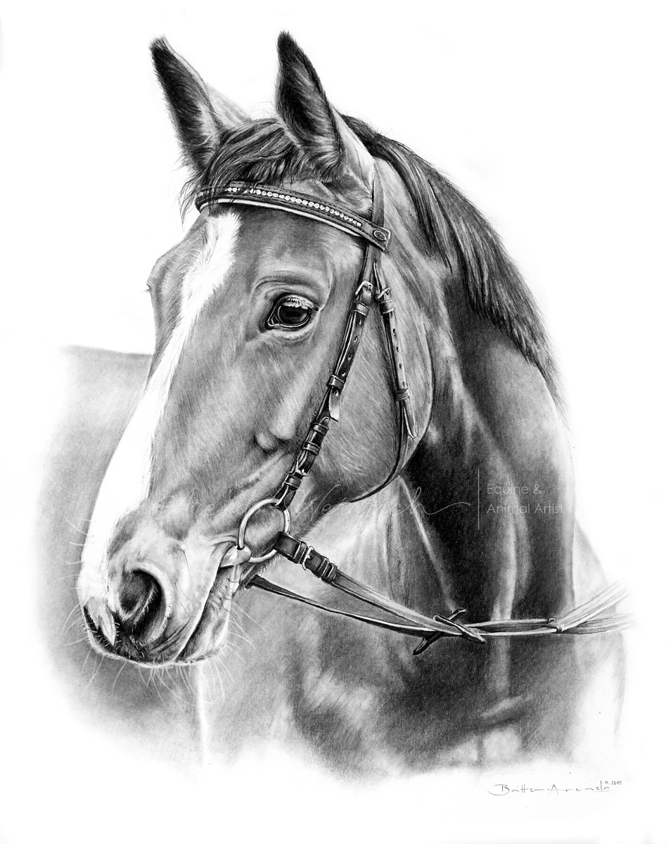Pferdeportrait Warmblut gezeichnet in Bleistift. Auftragsarbeit im Format 30 x 40 cm. 
