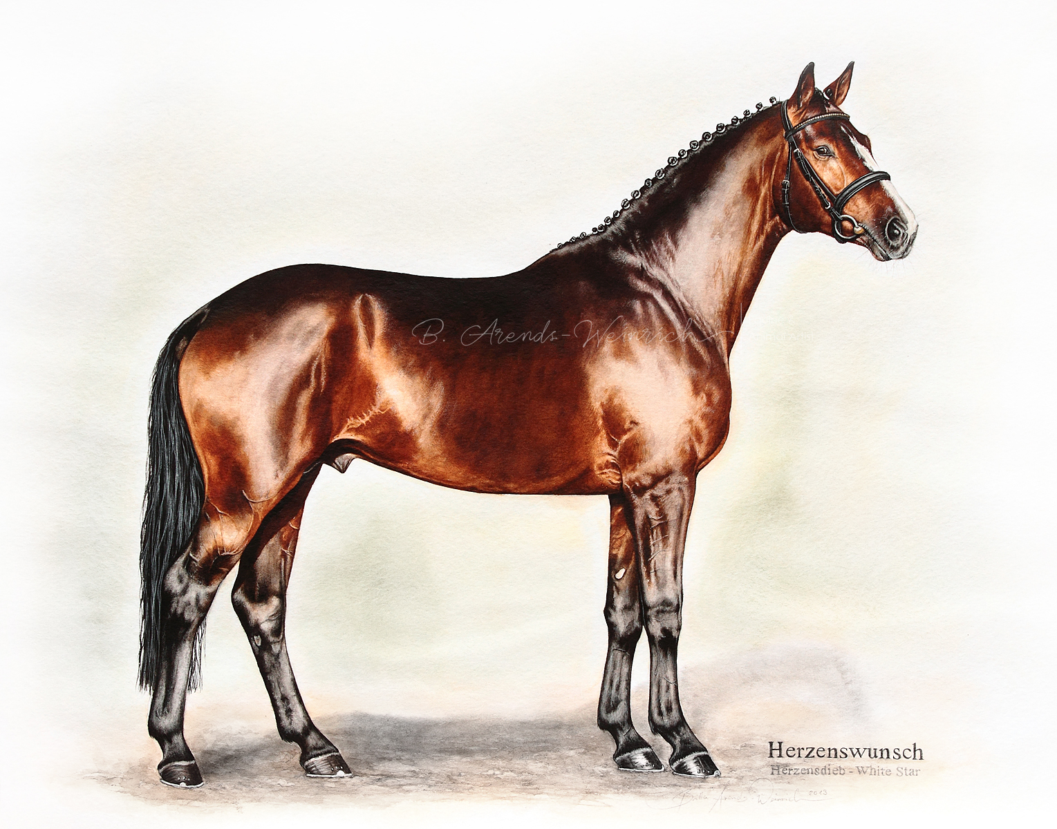 Zucht Hengst Pferdeportrait gemalt in Aquarell