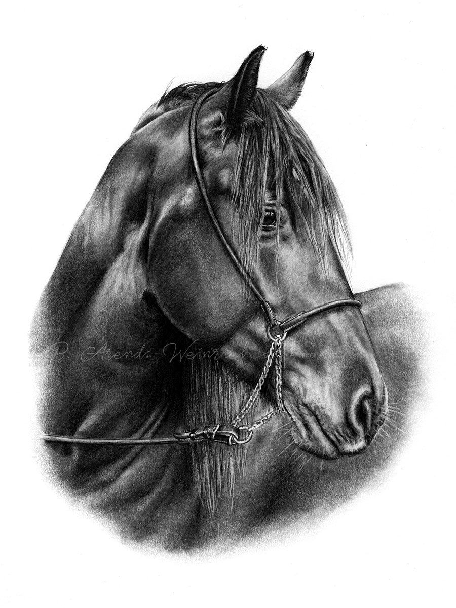 Pferdeportrait Friese gemalt in Bleistift. Auftragsarbeit im Format 30 x 40 cm. 