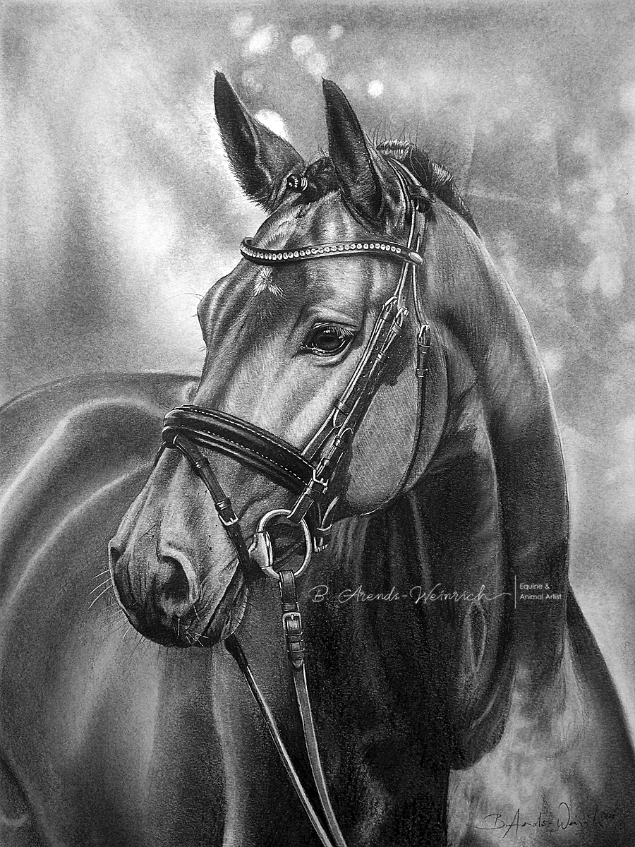 Pferdeportrait gemalt in Bleistift (Schwarz Weiß). Auftragsarbeit im Format 30 x 40 cm