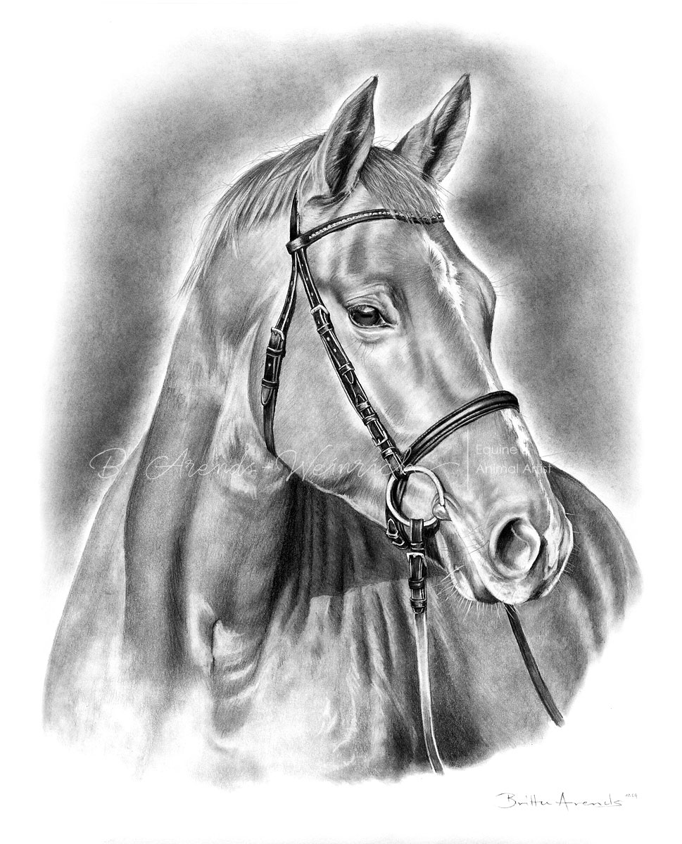 Pferdeportrait Warmblut gezeichnet in Bleistift. Auftragsarbeit im Format 30 x 40 cm. 