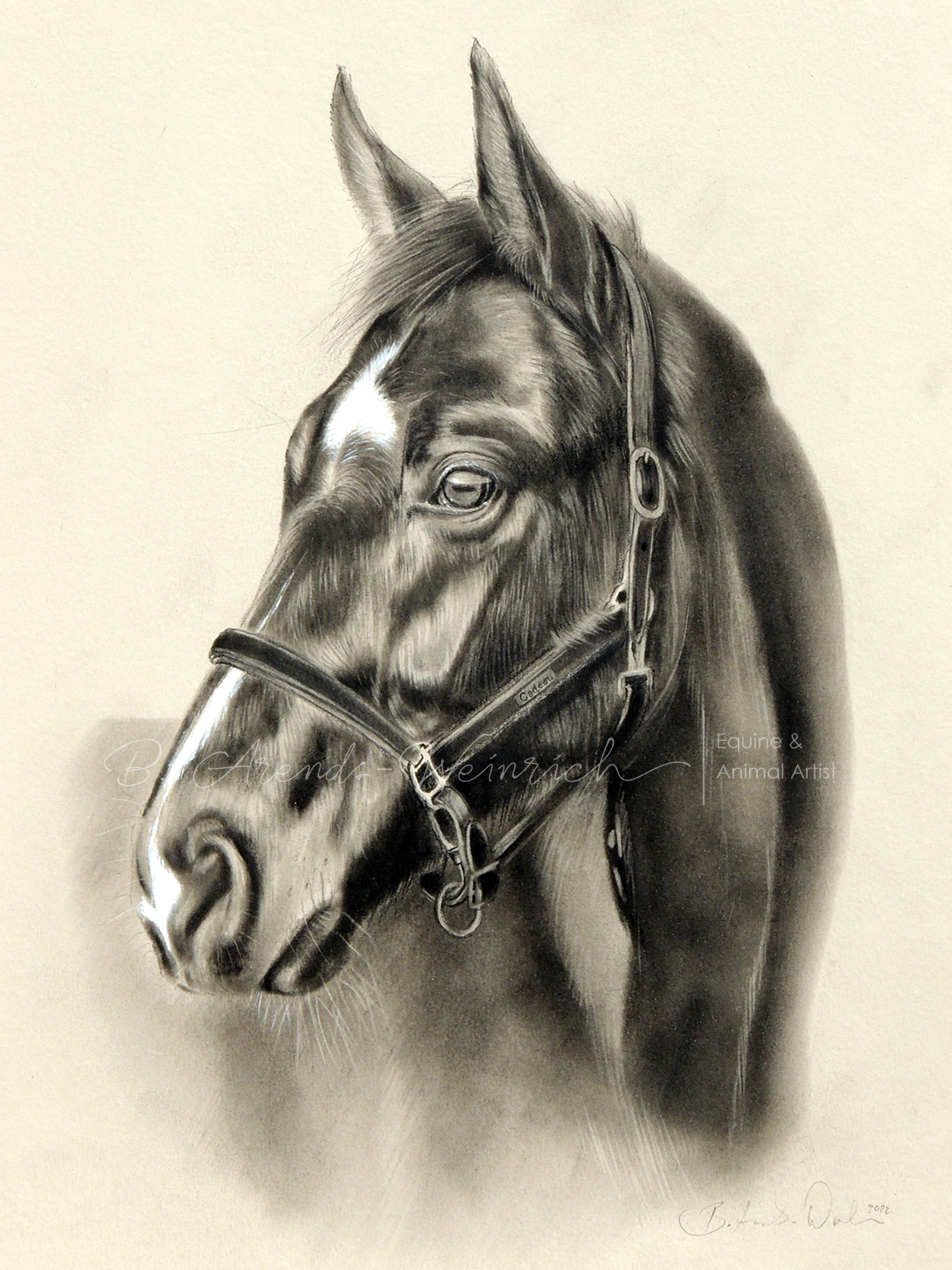 Auftragsarbeit gezeichnet im Format 30 x 40cm. Pferdeportrait in Bleistift auf beigem Papier. 