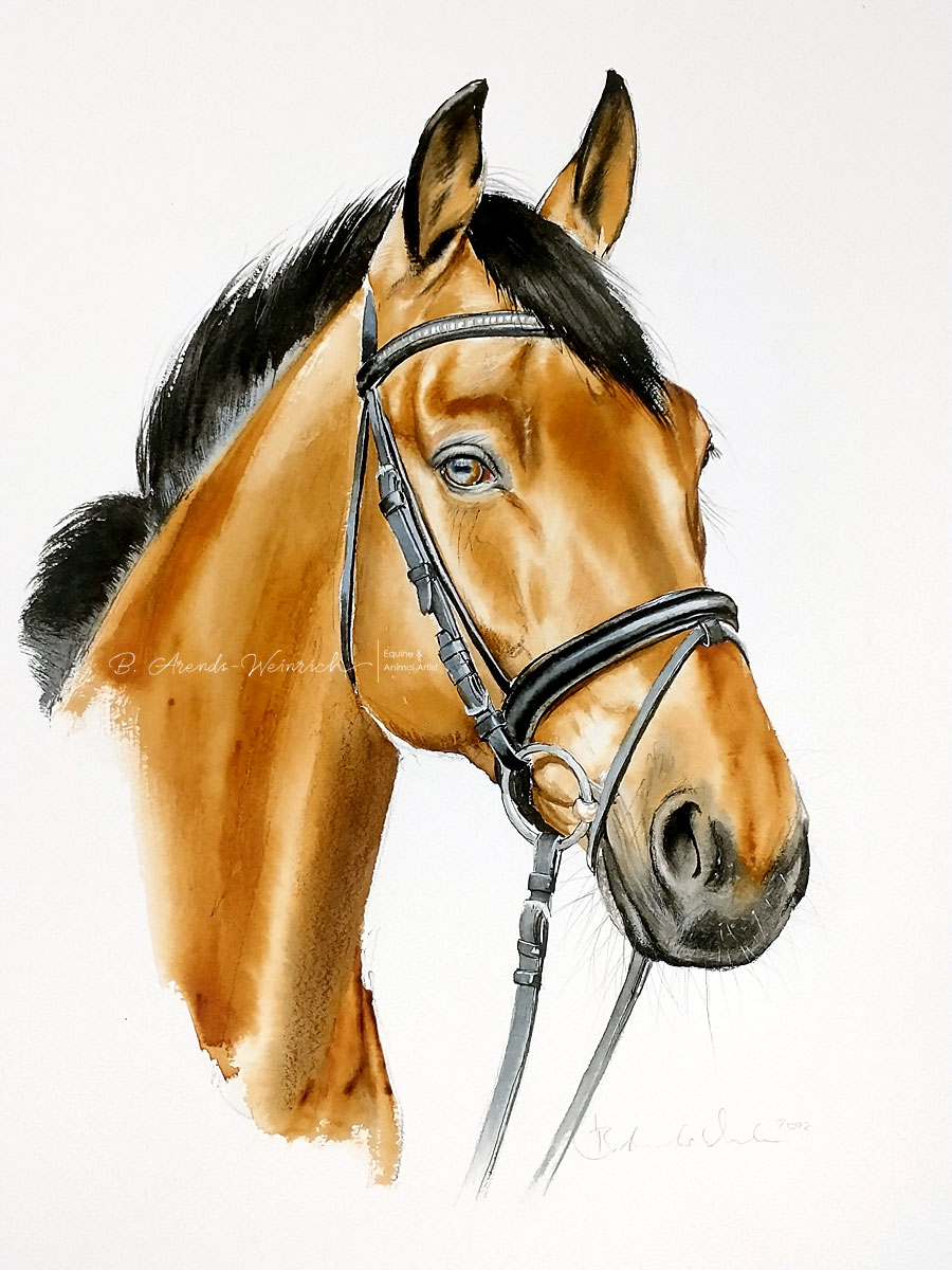 Pferdeportrait Skizze gemalt in Aquarell. Auftragsarbeit im Format 30 x 40 cm 