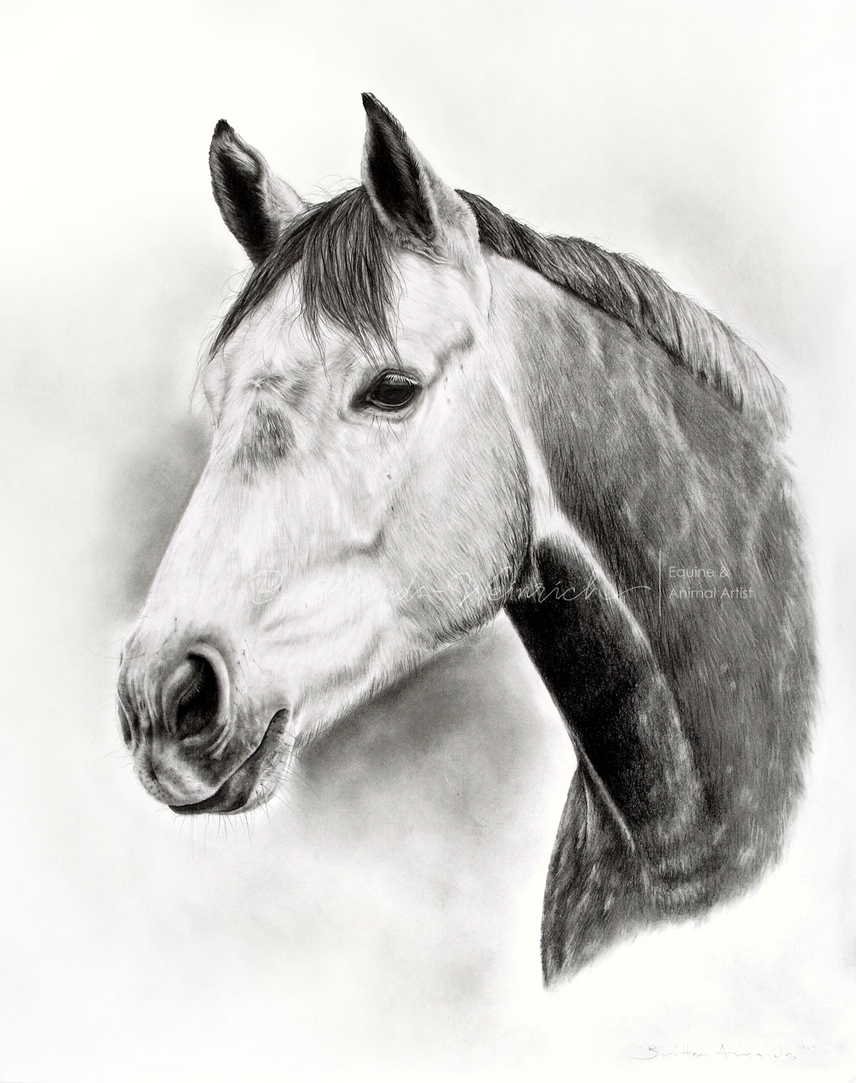 Pferdeportrait einer Holsteiner Stute gezeichnet in Bleistift, Auftragsarbeit 40 x 50 cm.