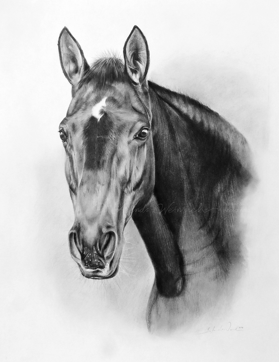 Pferdeportrait in Bleistift. Auftragsarbeit im Format 30 x 40 cm. 
