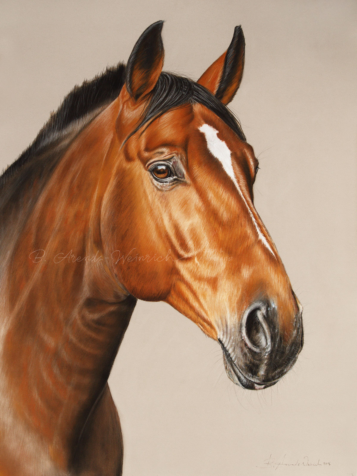 Warmblut gemalt in Pastell. Auftragsarbeit im Format 50 x 70 cm. 
