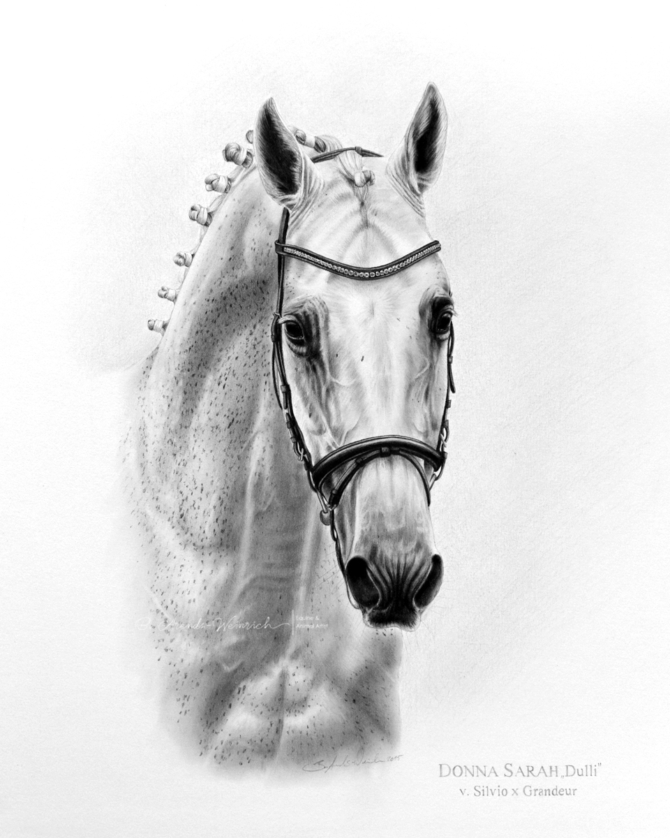 Holsteiner Warmblut gezeichnet im Format 40 x 50cm. Pferdeportrait gezeichnet in Bleistift. 