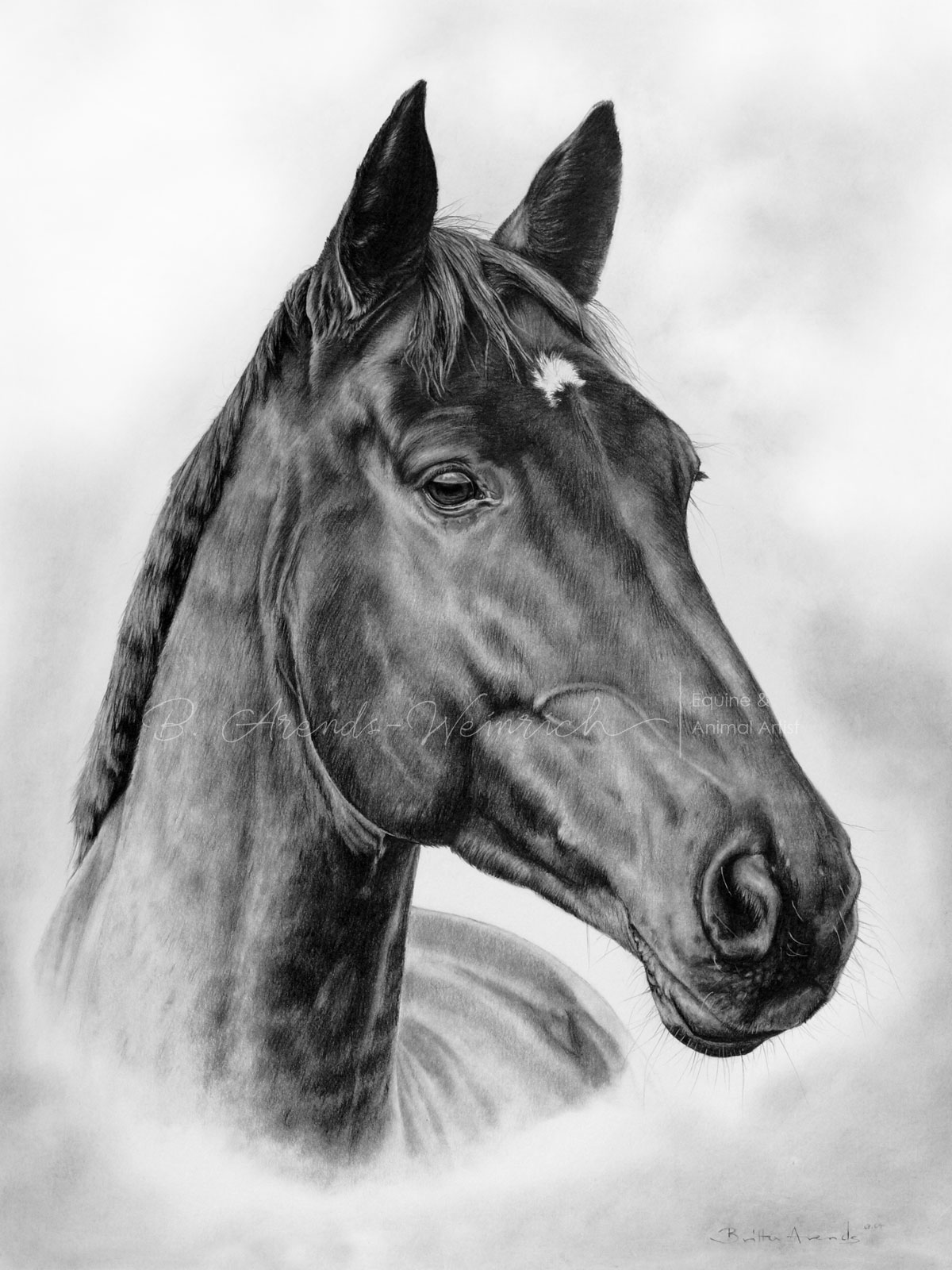 Pferdeportrait einer Holsteiner Wallach gezeichnet in Bleistift, Auftragsarbeit 40 x 50 cm.