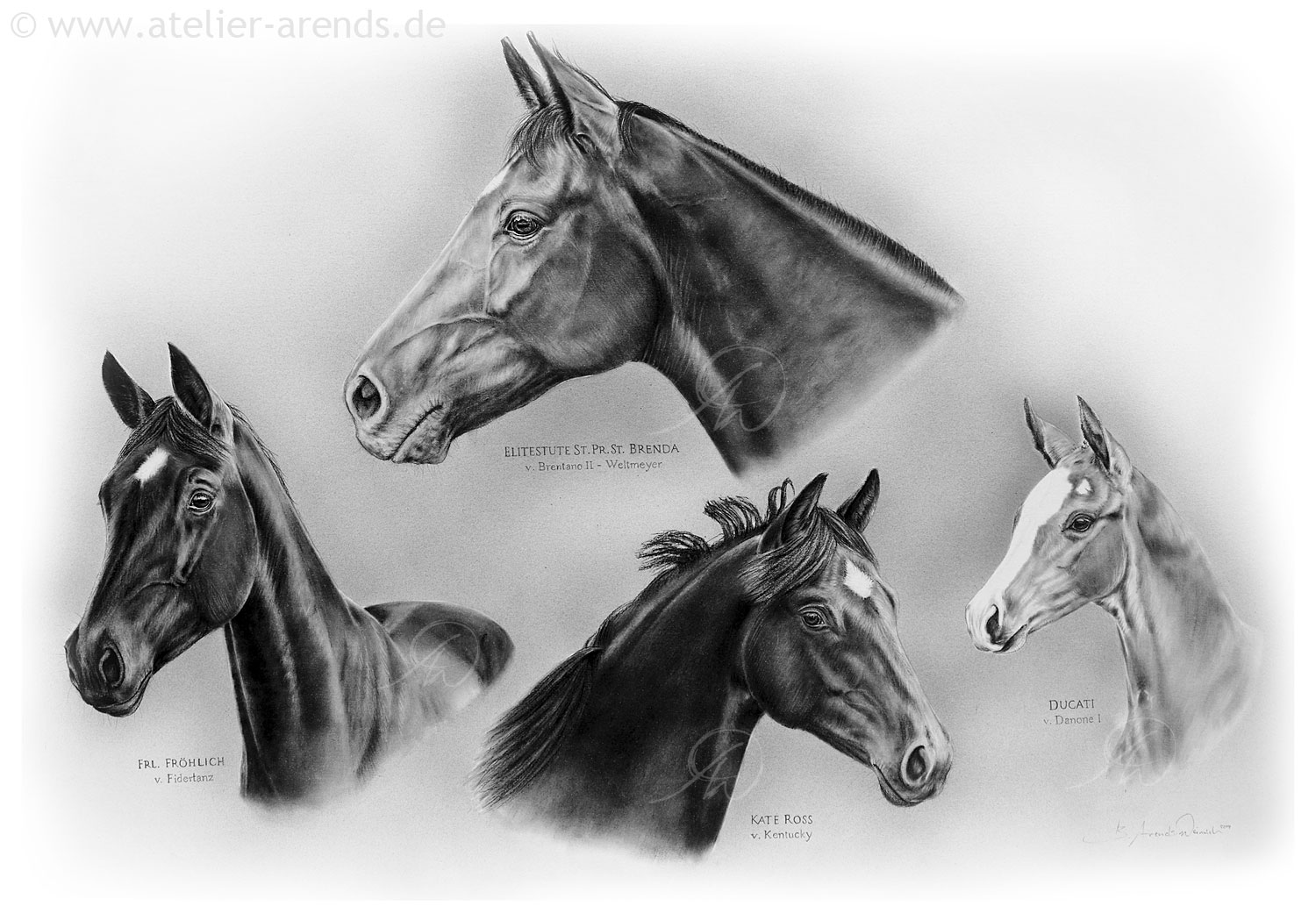 Pferdeportraits gemalt nach Fotovorlage in Bleistift. Auftragsarbeit, Format 50 x 70 cm. 