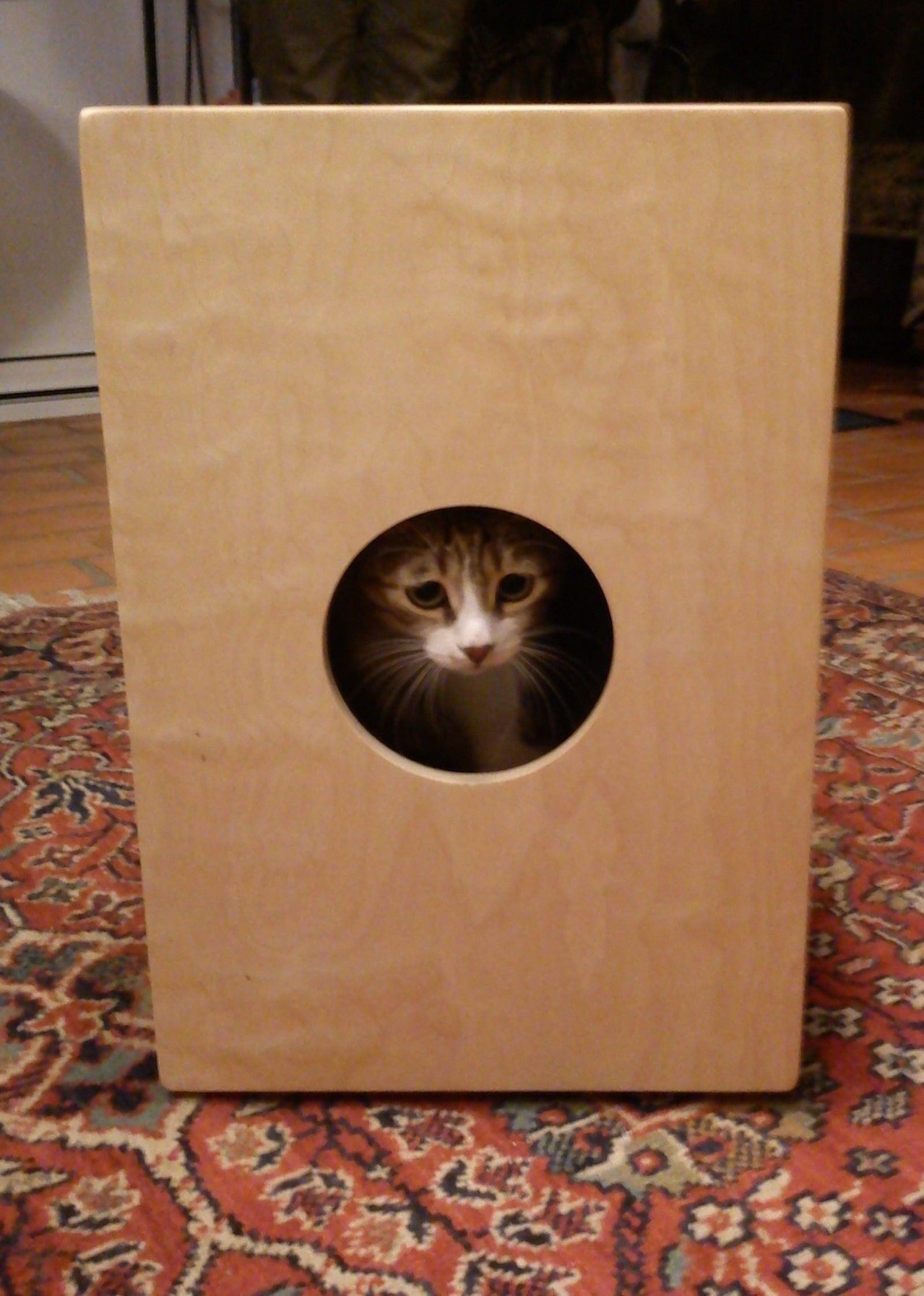 Cindy in the Cajonbox