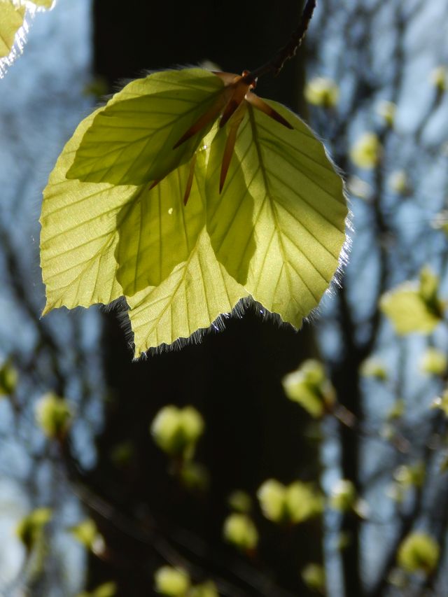 junges Buchenblatt, Buchenwald im Frühling