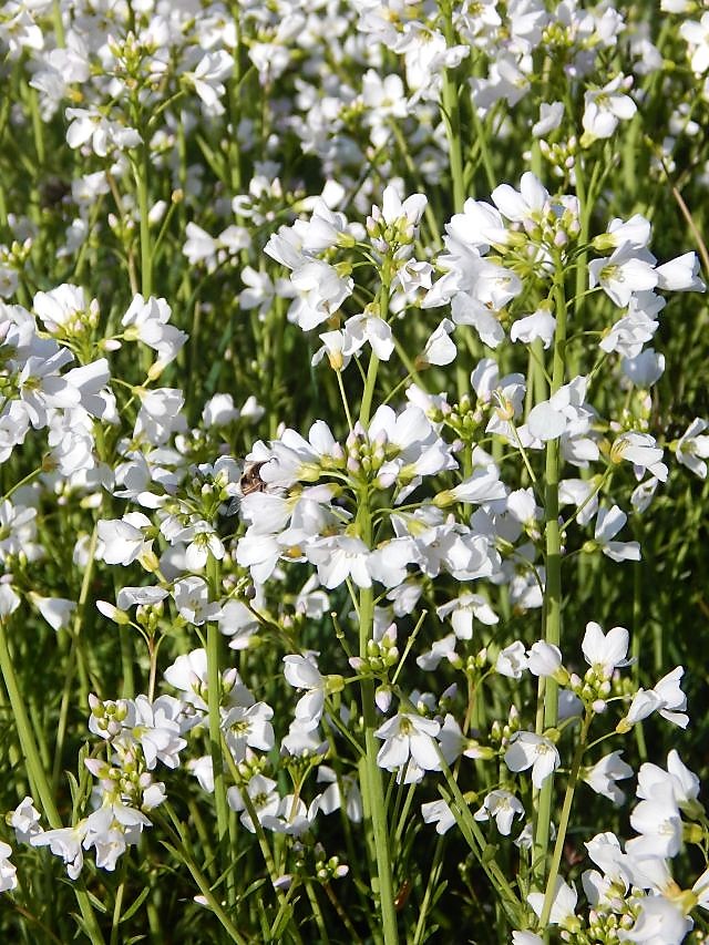 Wiesenschaumkraut, Kuckucksblumen