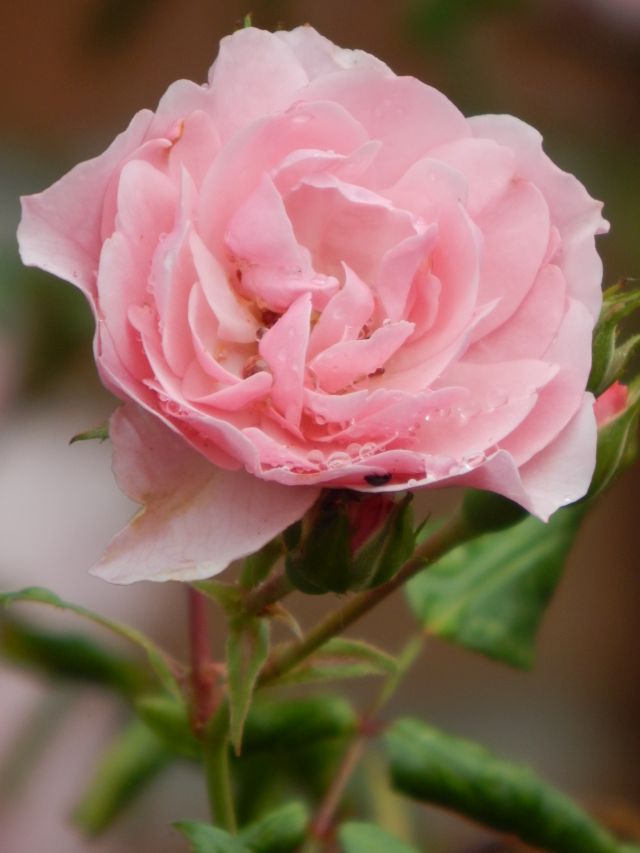 romantische Strauchrose