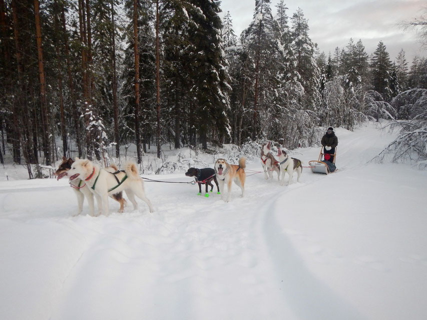 Schlittenhundetour in Schweden, Polarkreis