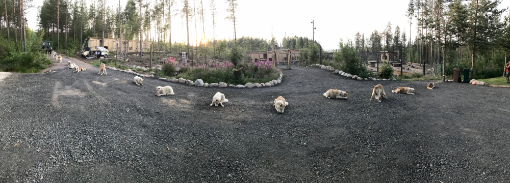 greenlanddogs at the Arctic Circle get their food