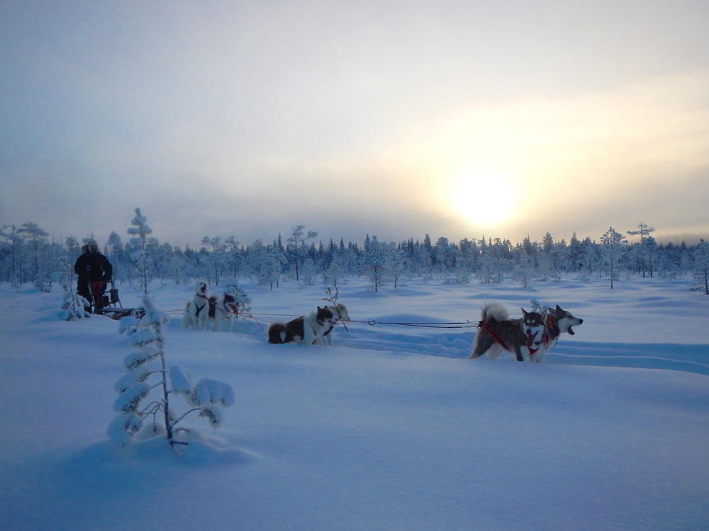 Schlittenhunde, Grönlandhunde, Lappland, Schweden