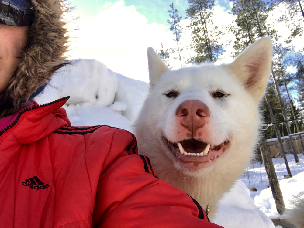 Greenlandcdog puppy, 5 months