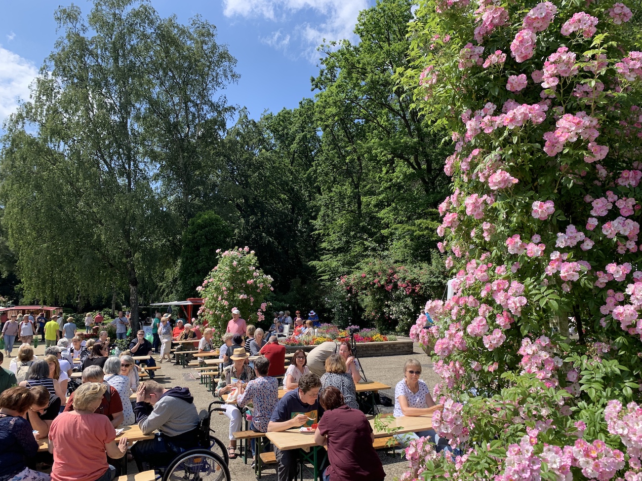 Rosenfest in Pinneberg ein großer Erfolg Scharnweber Garten und