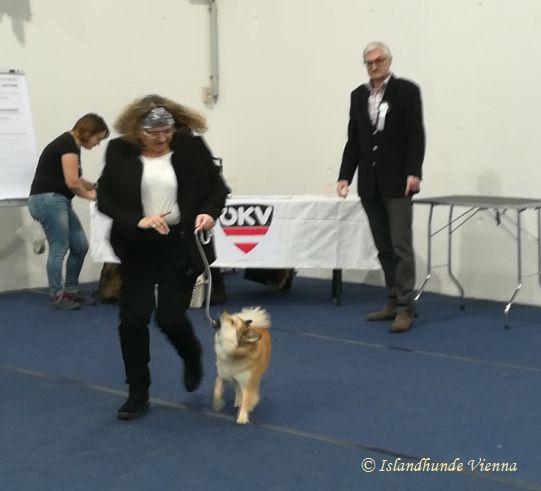 Islandhunde Vienna, Bewertung IHA Graz 2020