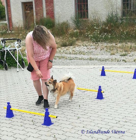 Islandhunde Vienna, liebevolles Training