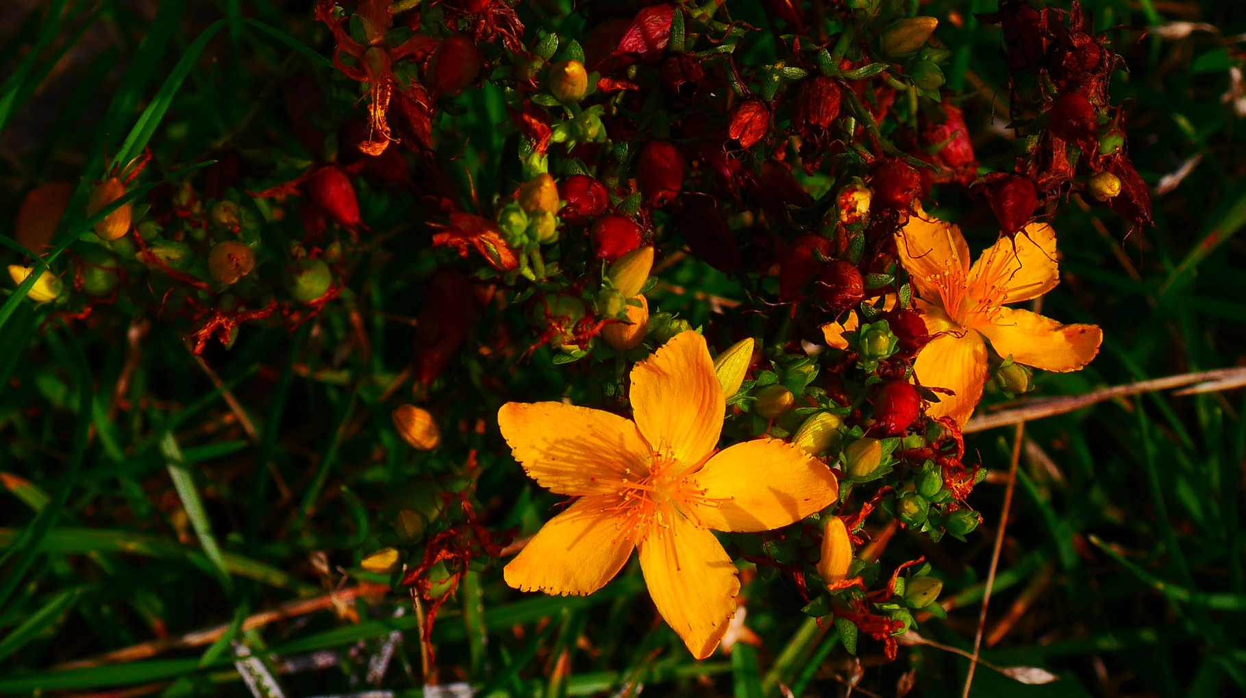 Clasen/Stiller Fotografie, Udo Clasen, Patrick Stiller, Nachtaufnahme, Abstrakte Fotos, Langzeitbelichtung, Sonnenaufgang, rot, grün, blau, orange, gold, gelb, Pflanzen, Baum, Bäume, HDR, Düsseldorf, Duisburg, Natur, Tiere, Wolken, Wassertropfen, Vögel,