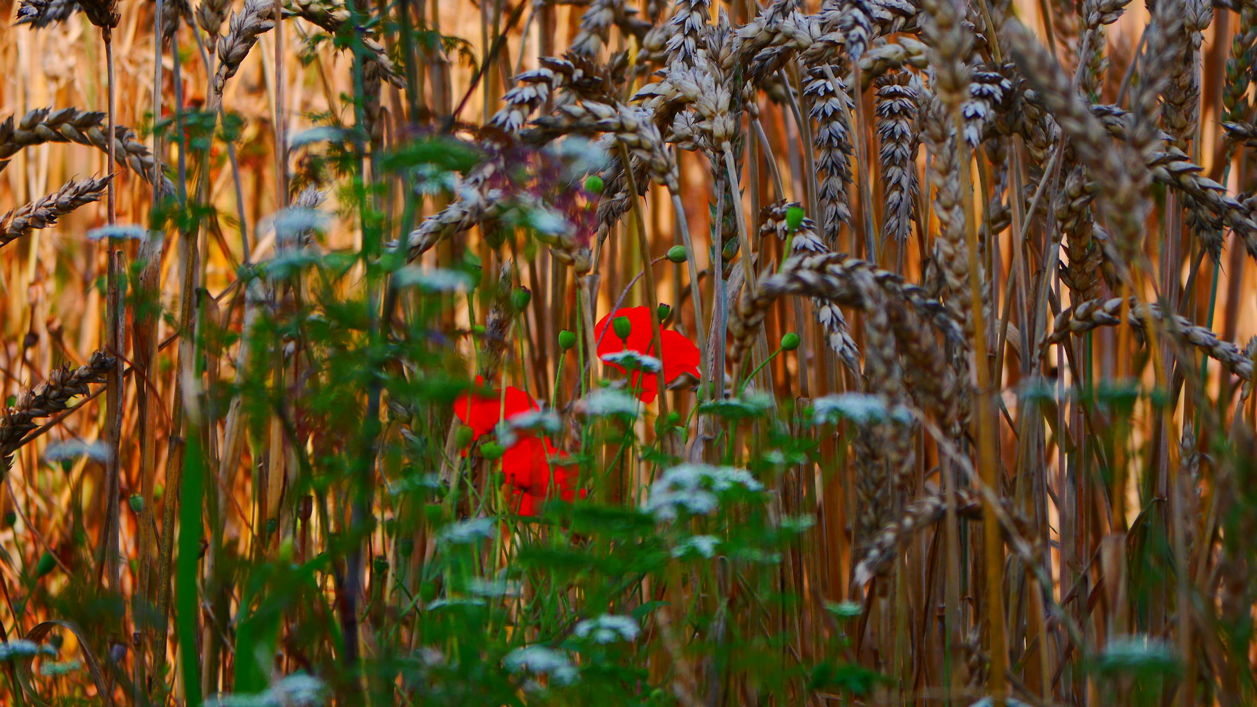 Clasen/Stiller Fotografie, Udo Clasen, Patrick Stiller, Nachtaufnahme, Abstrakte Fotos, Langzeitbelichtung, Sonnenaufgang, rot, grün, blau, orange, gold, gelb, Pflanzen, Baum, Bäume, HDR, Düsseldorf, Duisburg, Natur, Tiere, Wolken, Wassertropfen, Vögel,