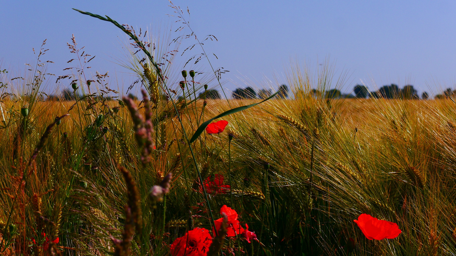 Clasen/Stiller Fotografie, Udo Clasen, Patrick Stiller, Nachtaufnahme, Abstrakte Fotos, Langzeitbelichtung, Sonnenaufgang, rot, grün, blau, orange, gold, gelb, Pflanzen, Baum, Bäume, HDR, Düsseldorf, Duisburg, Natur, Tiere, Wolken, Wassertropfen, Vögel,