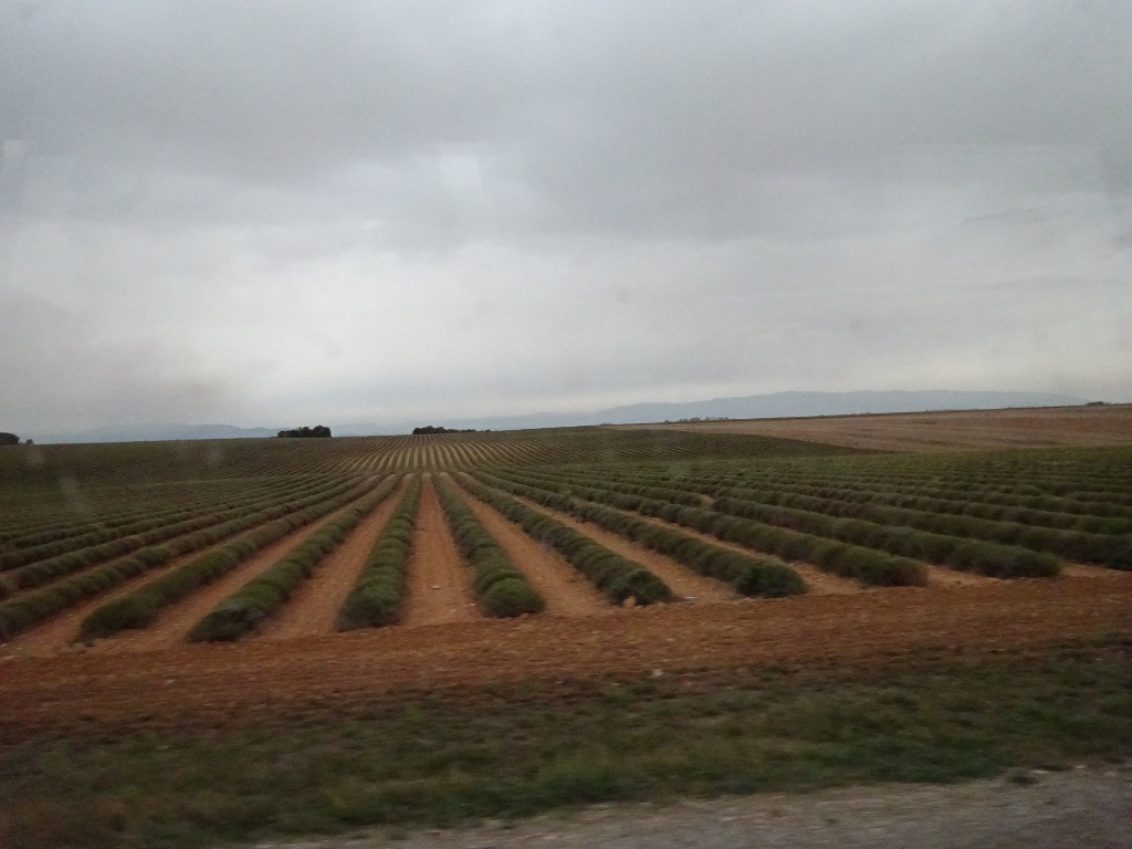 Traversée du plateau de Valensole