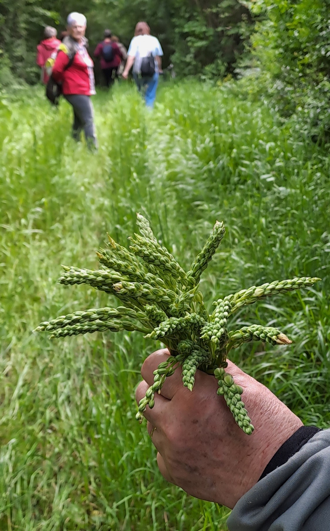 Cueillette des dernières asperges de bois
