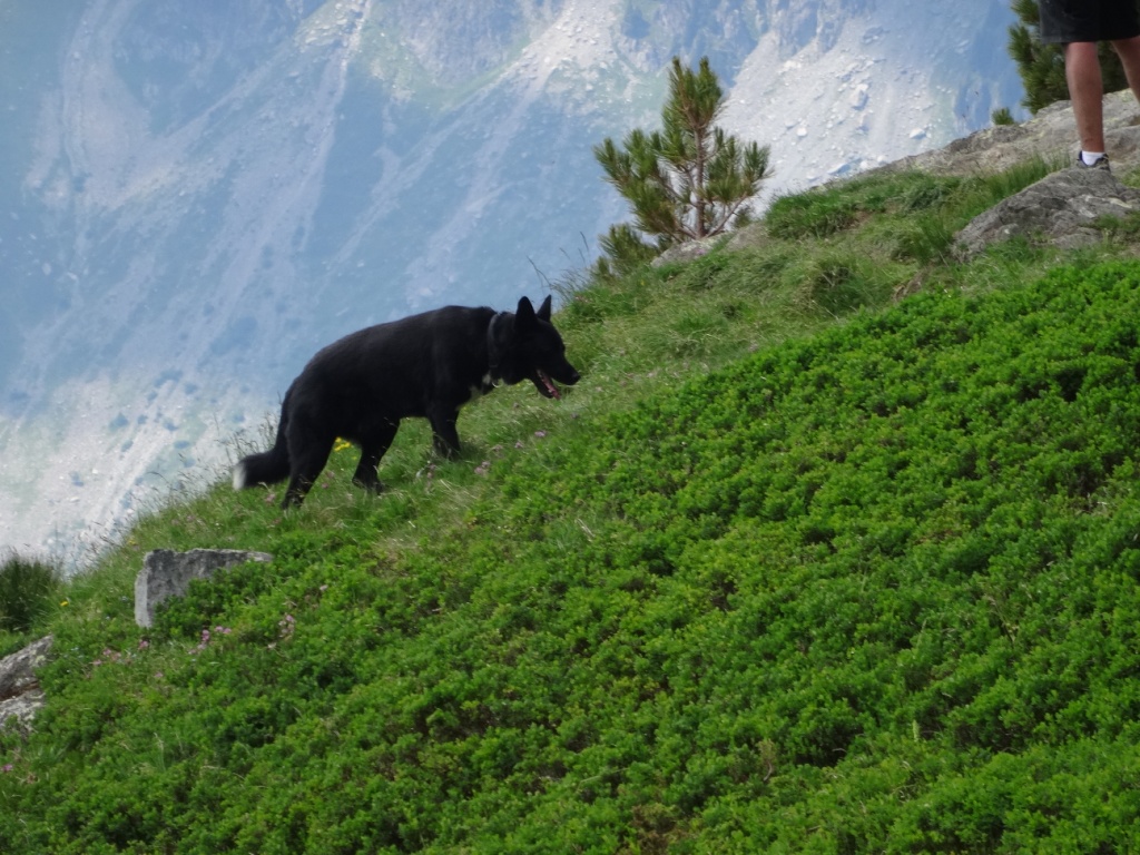 Une nouvelle race de chamois selon Martine M!!!