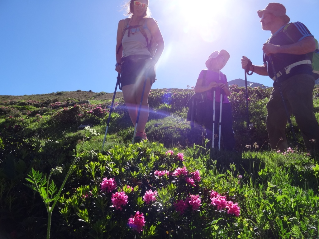 Rhododendron : une plante invasive