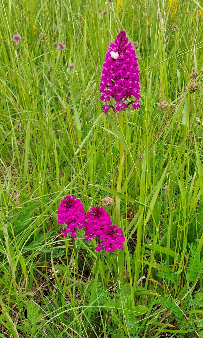De nombreuses orchidées le long du parcours