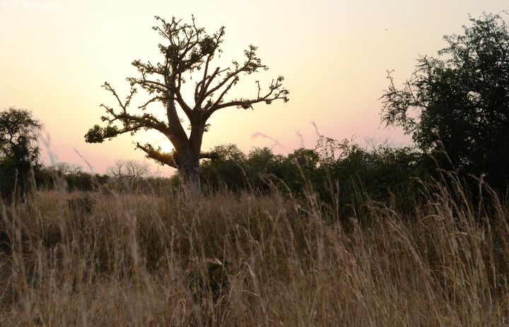 Savane arboré avec grandes herbes sèches arbustes et baobabs et lumière rouge orangé au couché du soleil