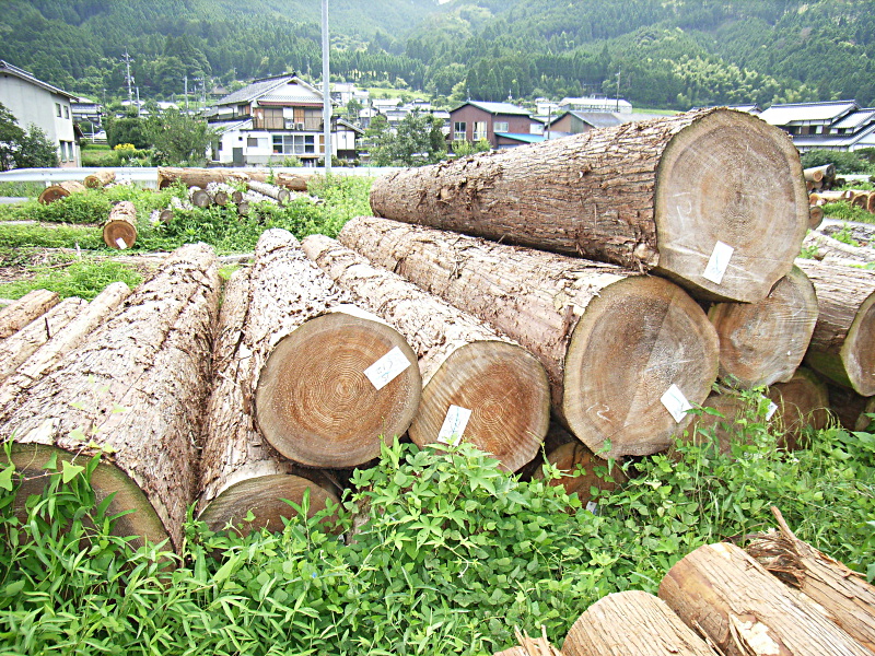 岡山県北の製材市場から製材所に入荷した丸太