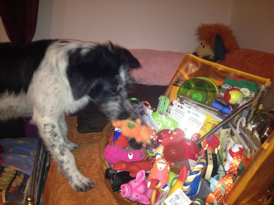... und Josie sucht sich ein Spielzeug aus