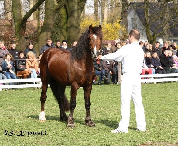 Arvalon Charles / Welsh Cob Sek. D