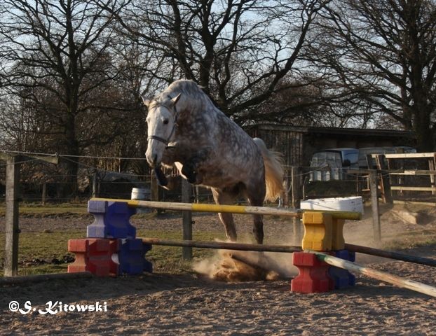 09.03.2014 - Freilauf / Freispringen