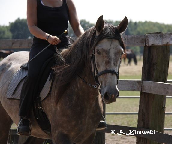 07.08.2010 - Momo und Svea bei der Arbeit