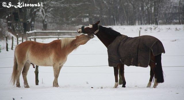 22.12.2009 - Summer und Jacko