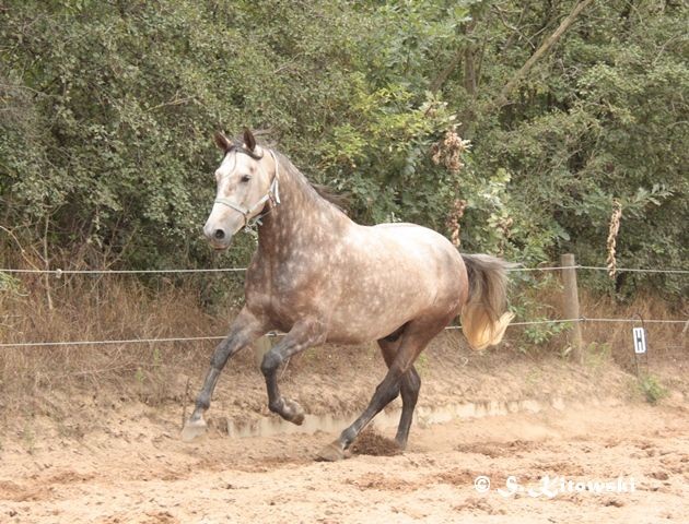 21.08.2010 - Momo beim Freilaufen auf dem großen Sandplatz